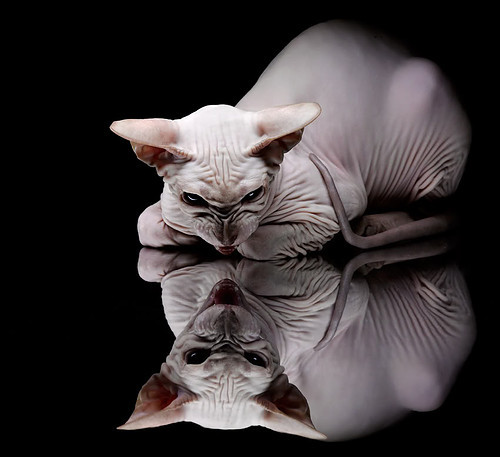 “法甲战场硝烟弥漫，豪门争夺激烈”，法甲有什么豪门