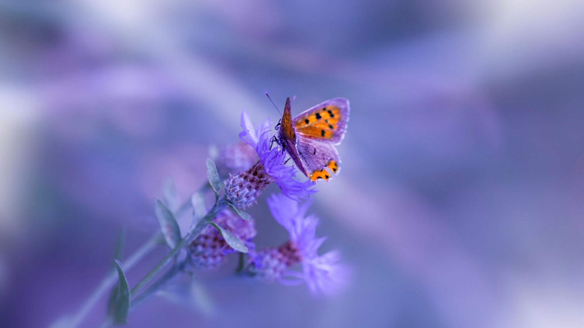 “现场气氛火爆，粉丝热情助威让比赛气场升华”，比赛现场氛围热烈