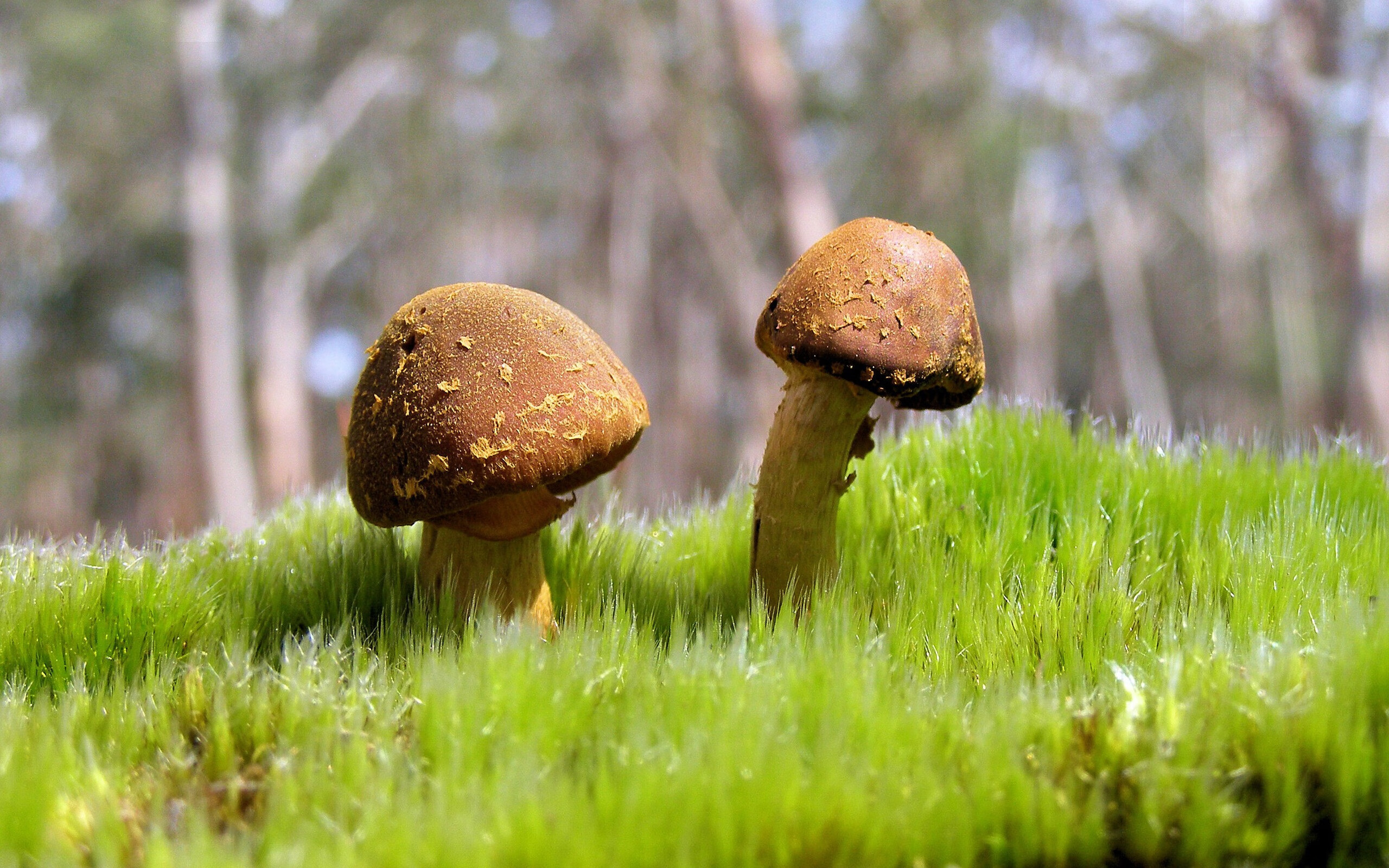 冰上曲棍球赛火热进行，观众热情高涨，冰上曲棍球介绍