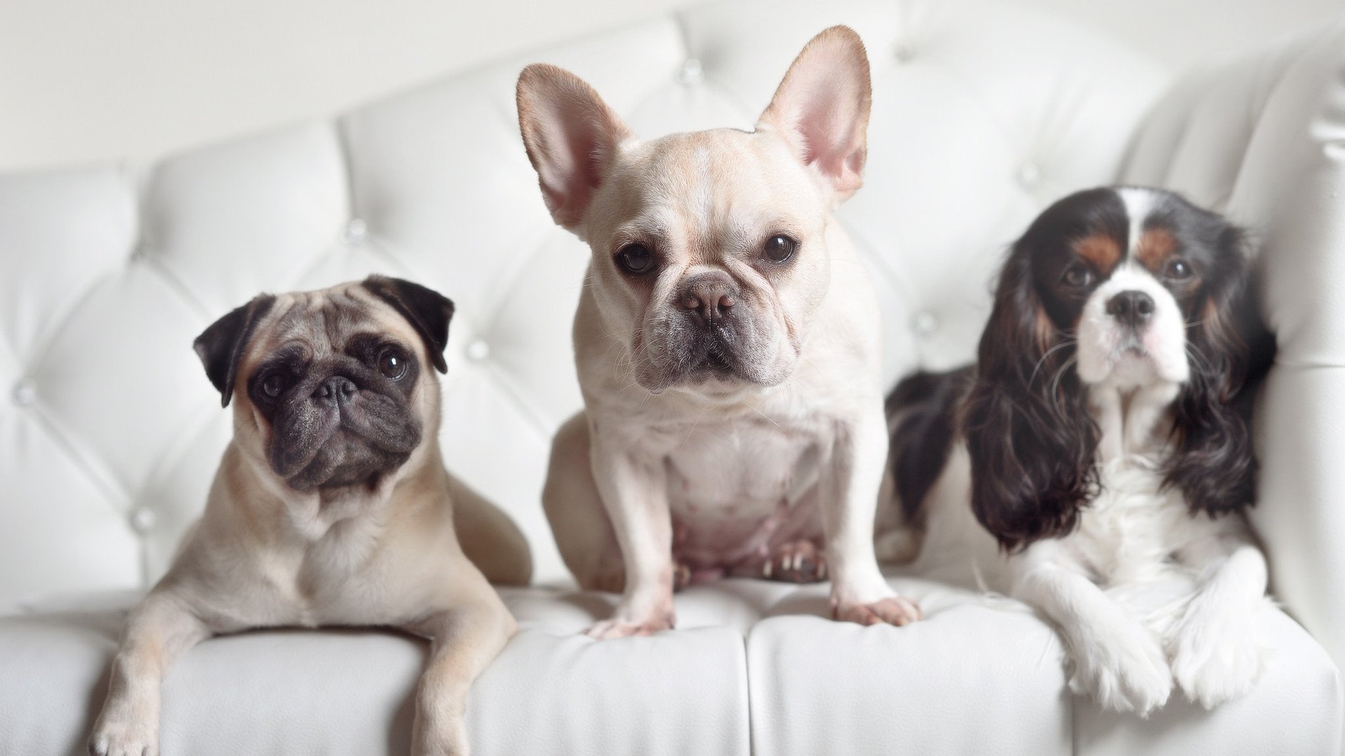 半场焦点：比分54-52，北京队略有领先！，北京足球单场比分