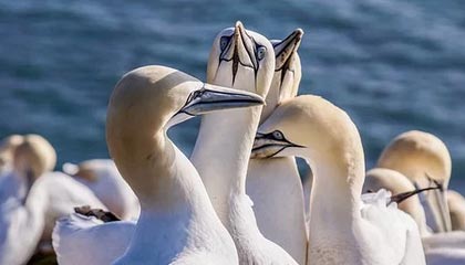 九游jiuyou-俄罗斯队重组阵容，欧洲门票争夺战打响，俄罗斯 国家队